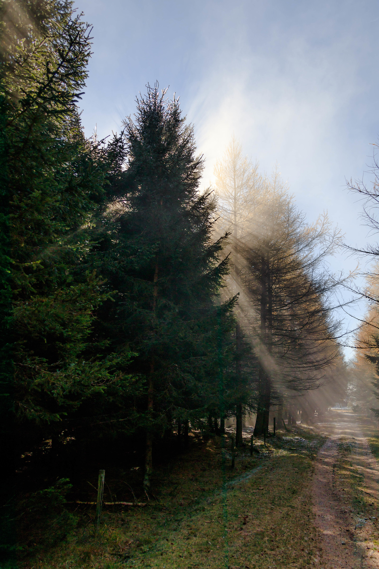 "Il sole tra la nebbia filtra già"