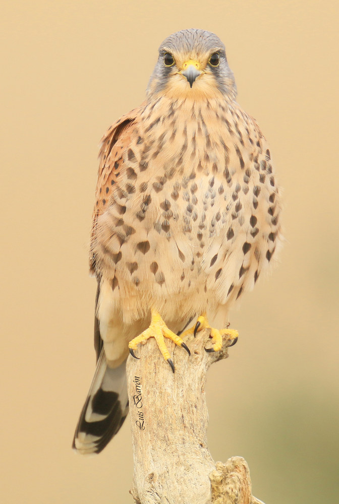 Kestrel