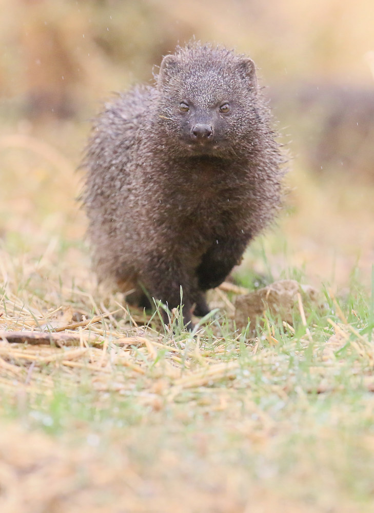 Meloncillo (Mangusta spagnola. Herpestes ichneumon)