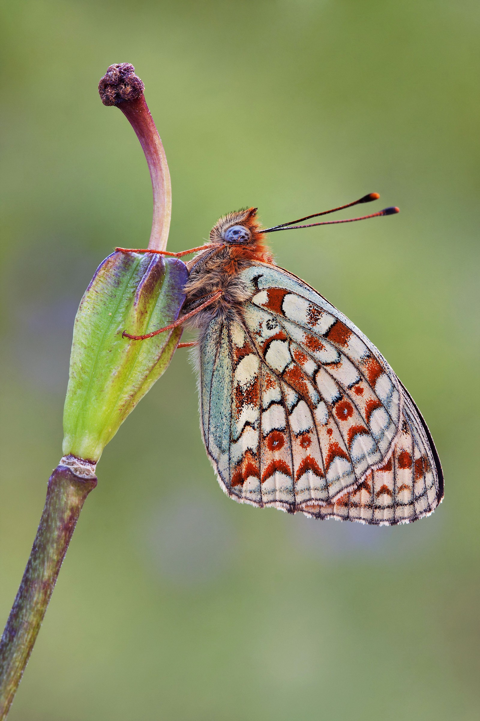 Argynnis niobe