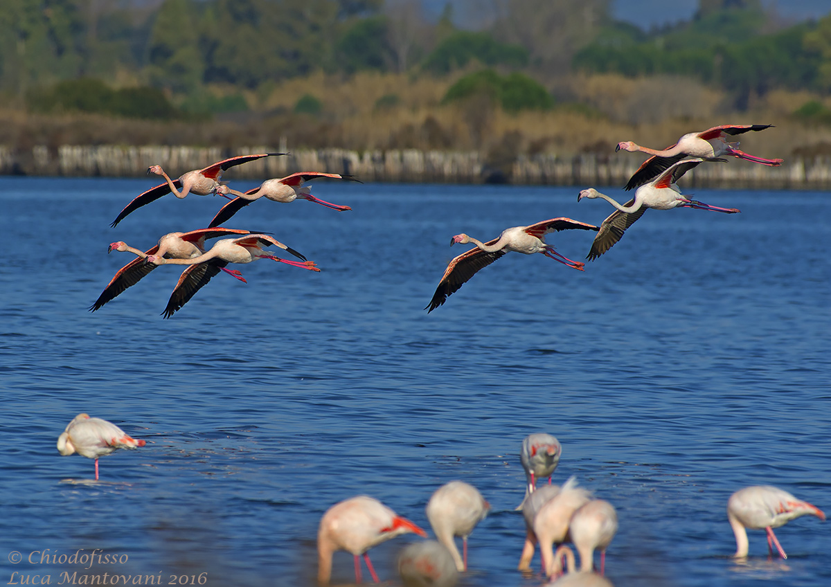 Fenicotteri in arrivo nella laguna di Orbetello