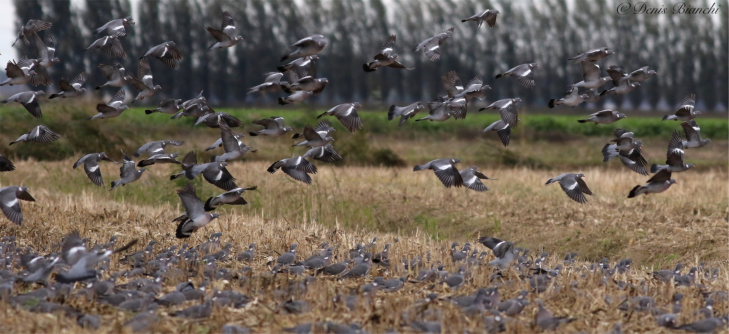 Pigeons at floor level: