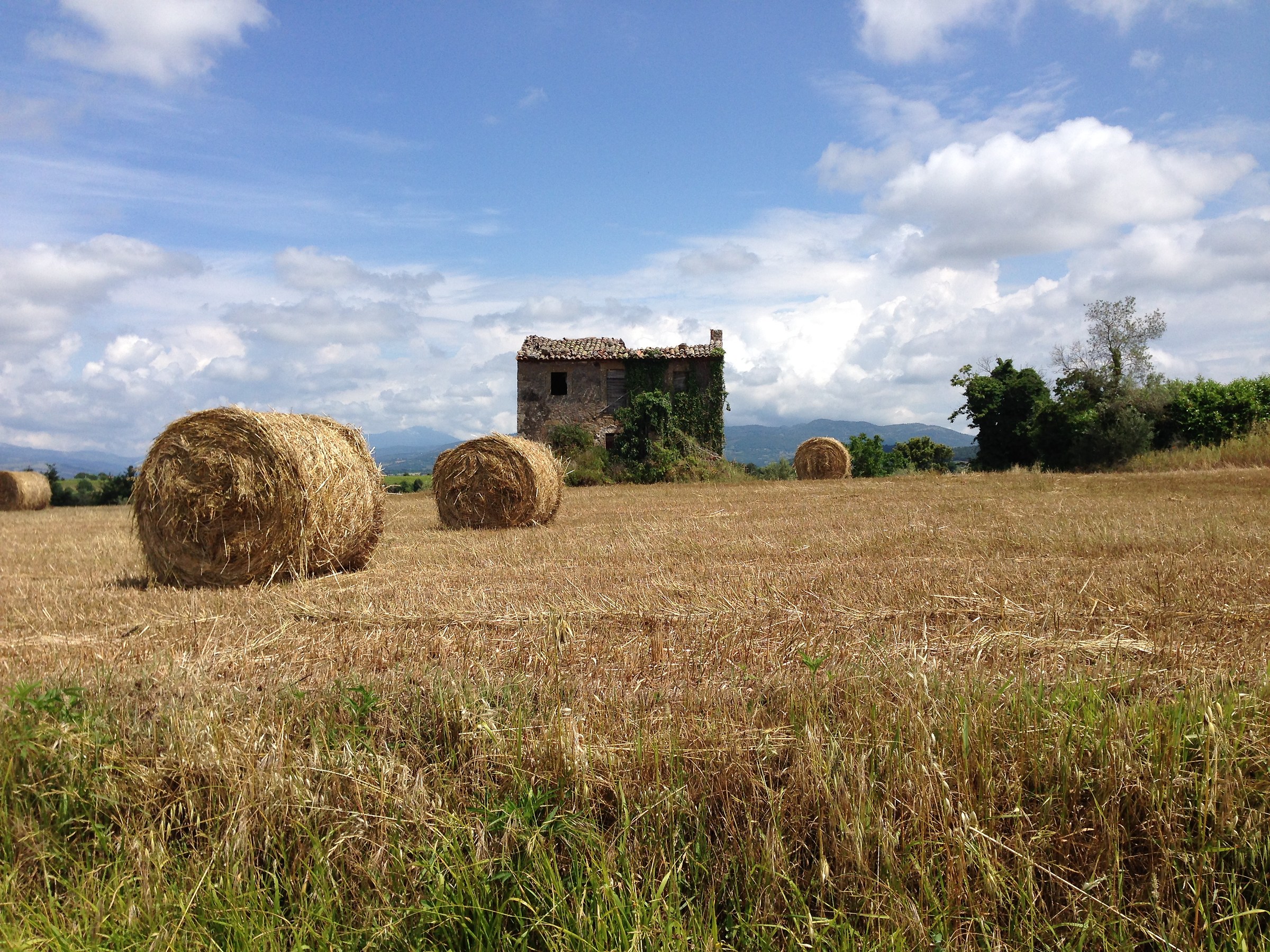 wheat harvest