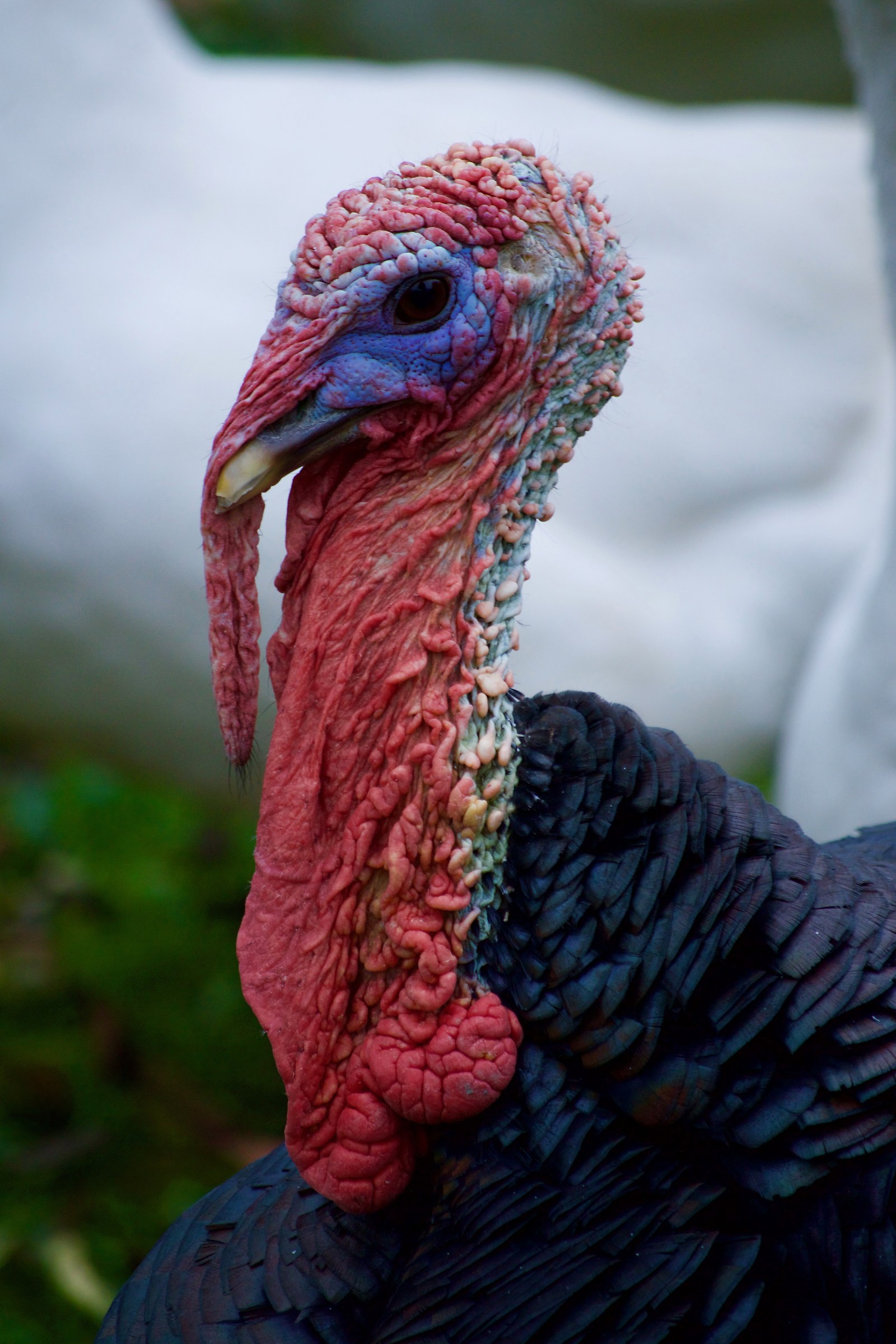 Portrait of turkey