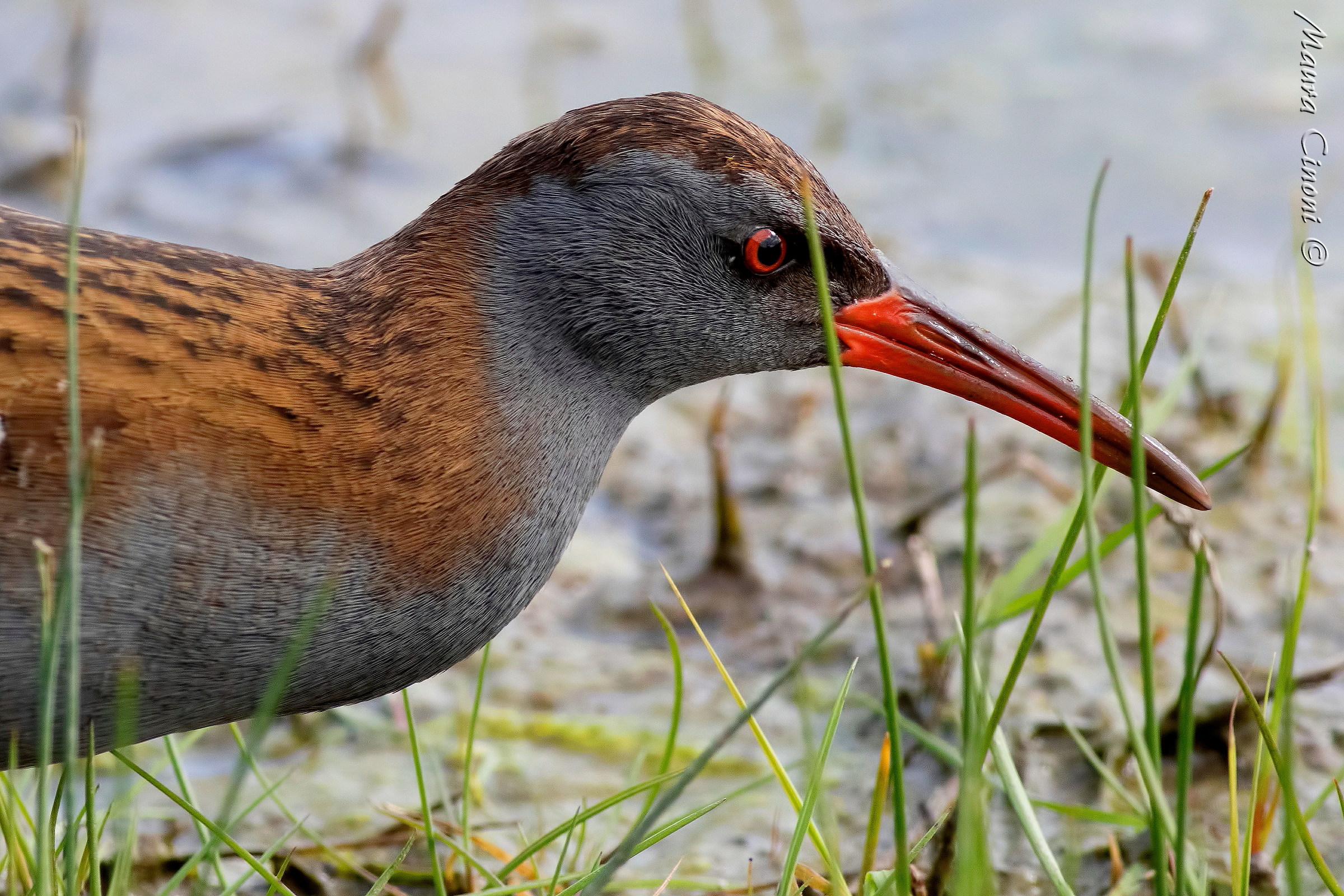 Water Rail