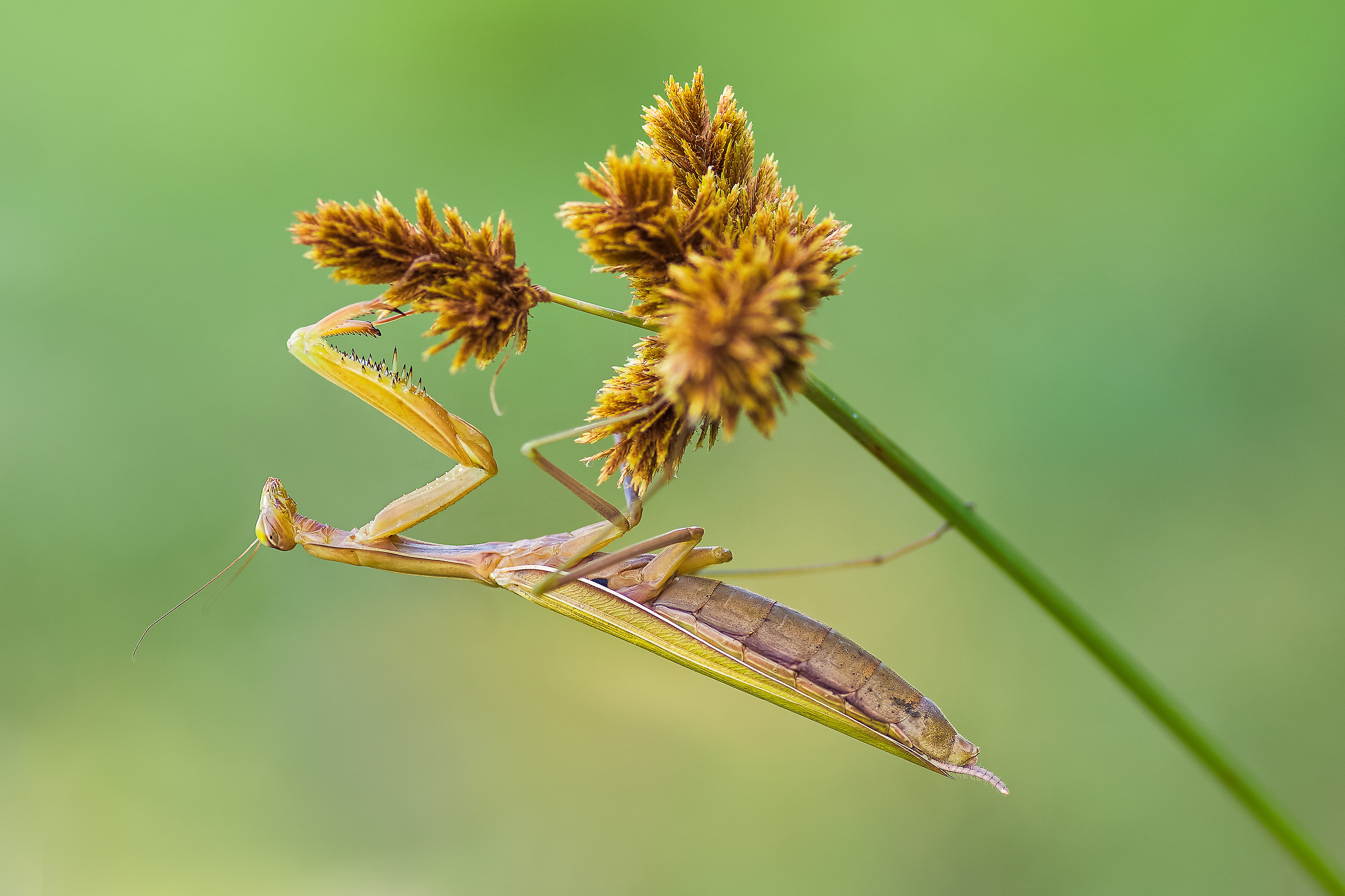 Praying mantis