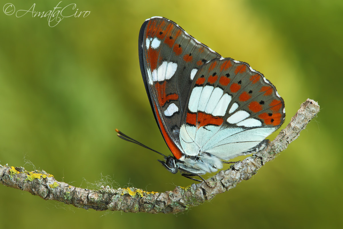 Limenitis reducta