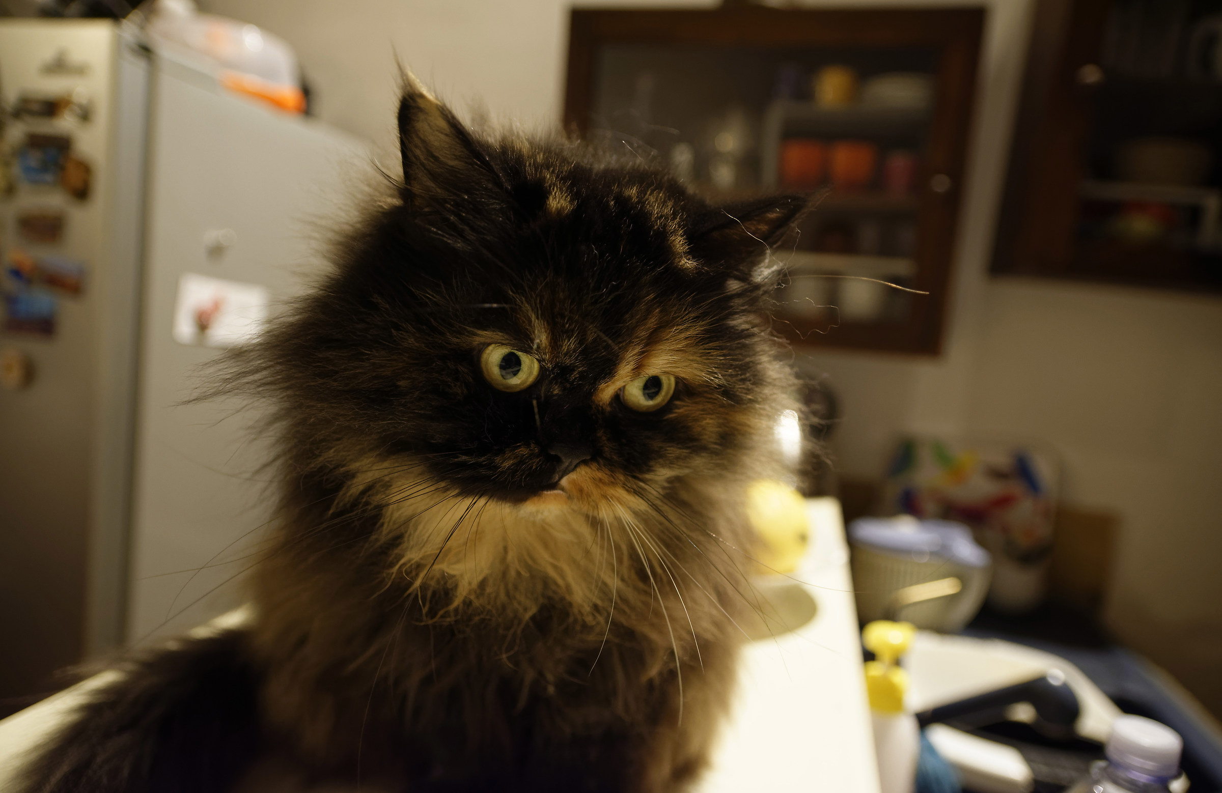 Ti aiuto a provare il 17-50 :)