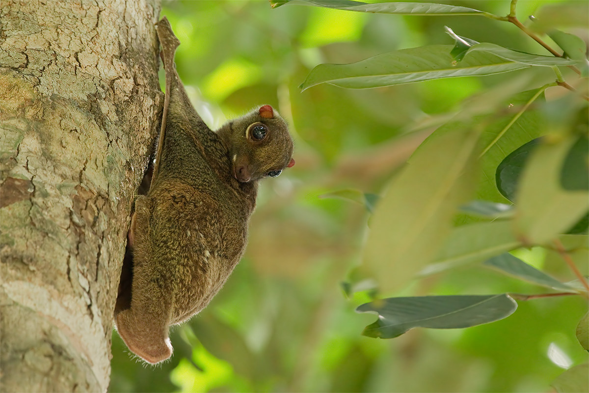 Galeopterus variegatus (Sunda colugo) juv. - Malaysia