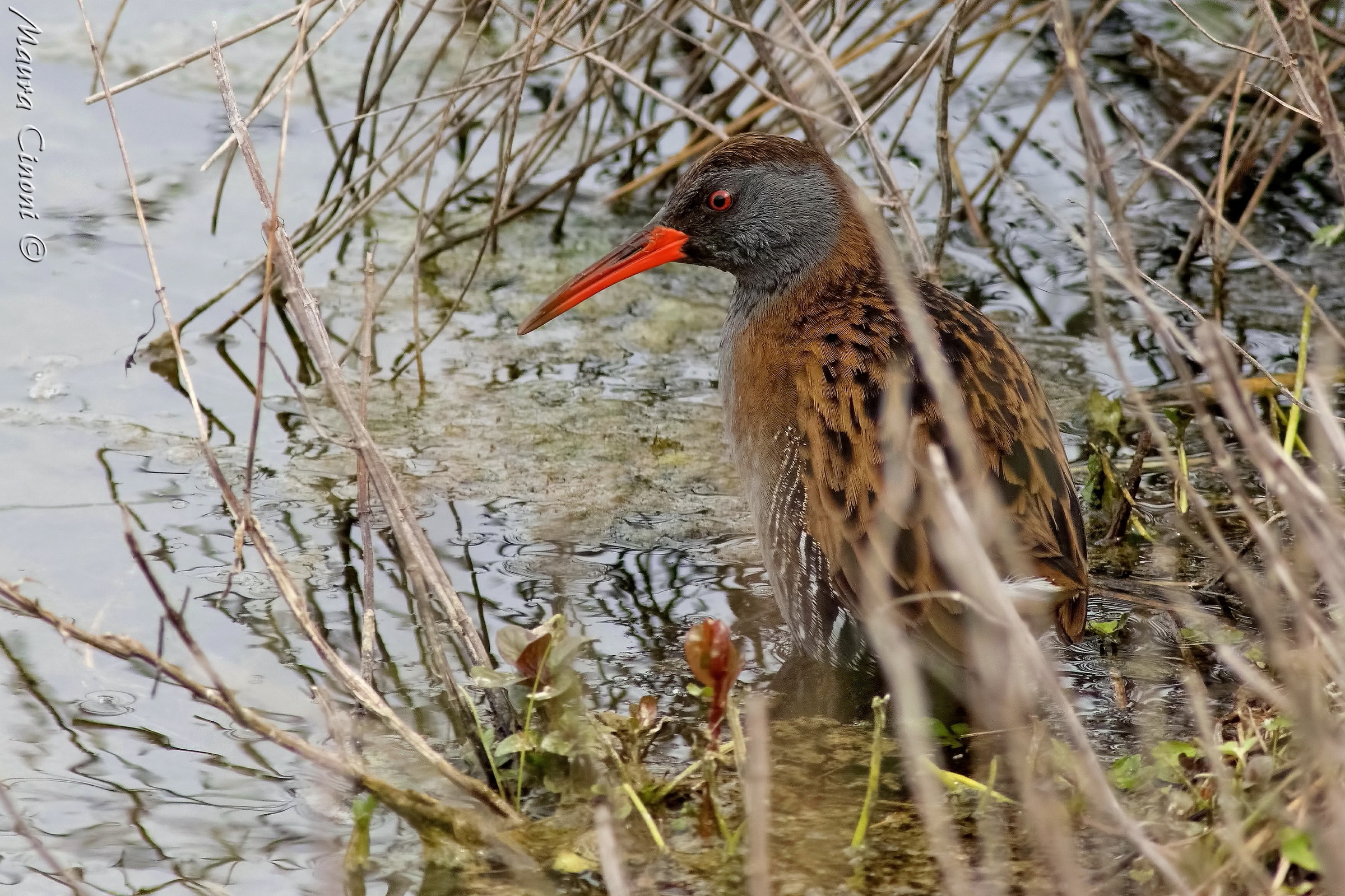 Water Rail