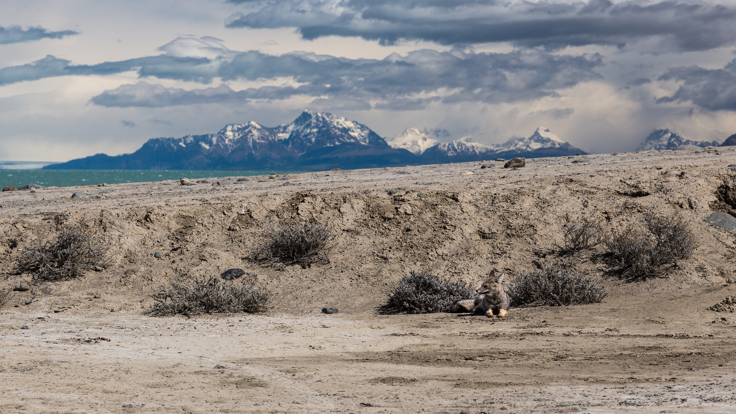 The fox in Patagonia