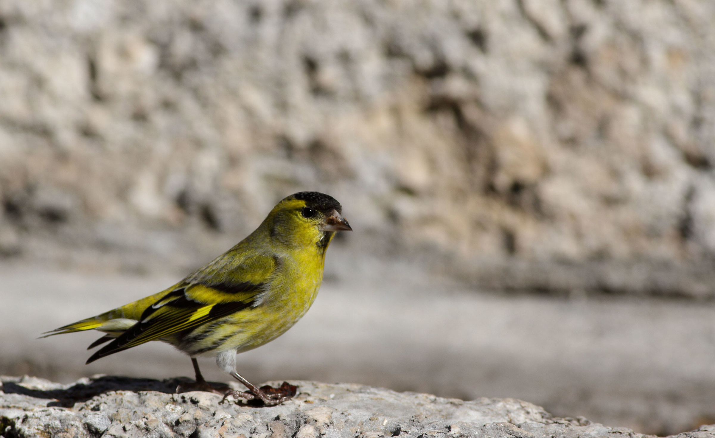 Siskin