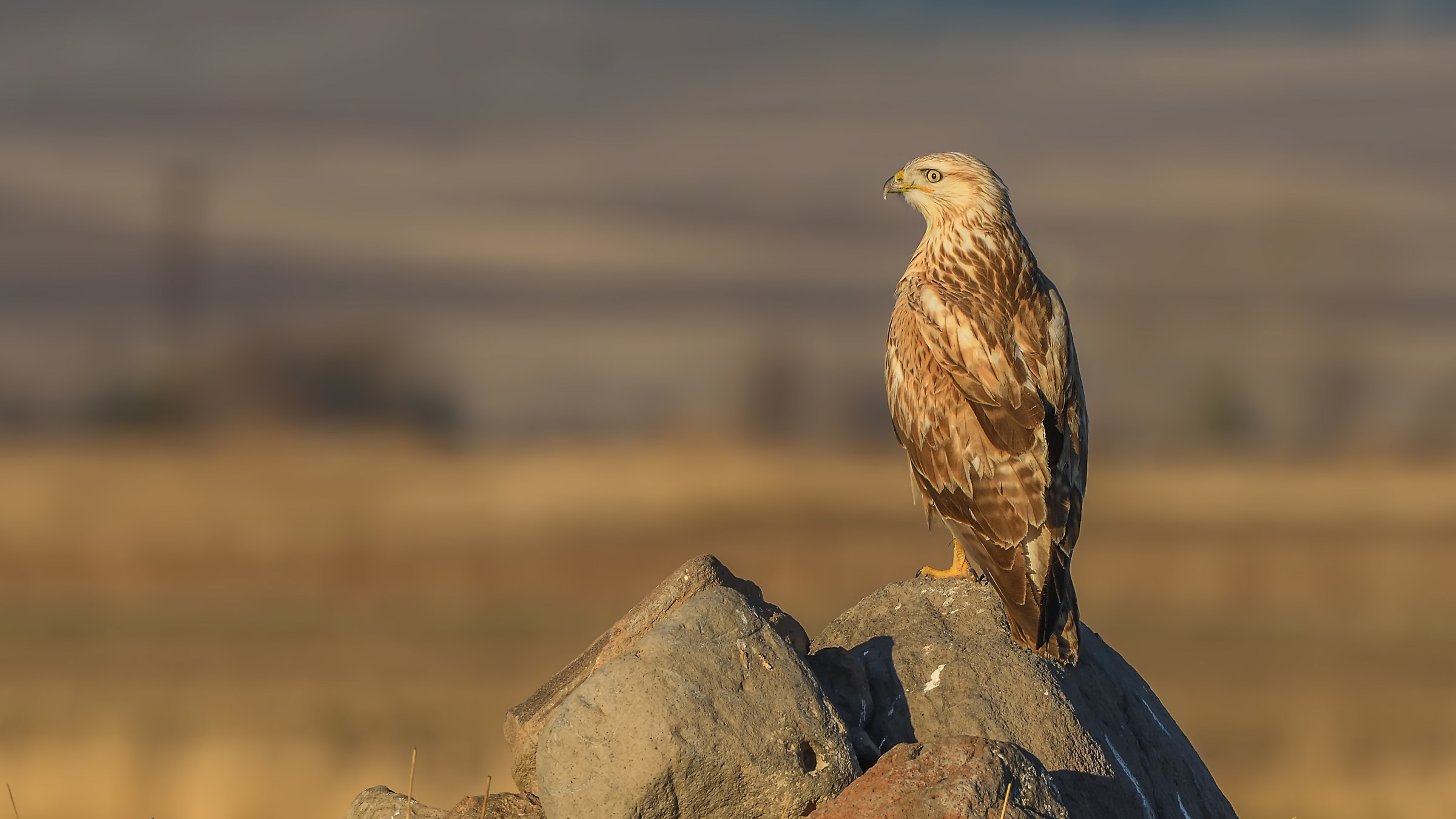 Long-legged Buzzard / Buteo rufinus