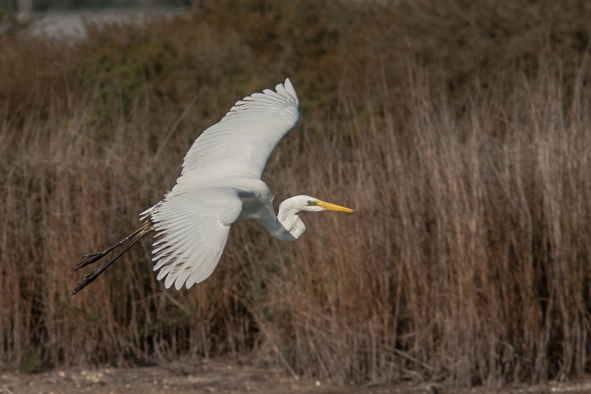 L'arrivo del bianco.
