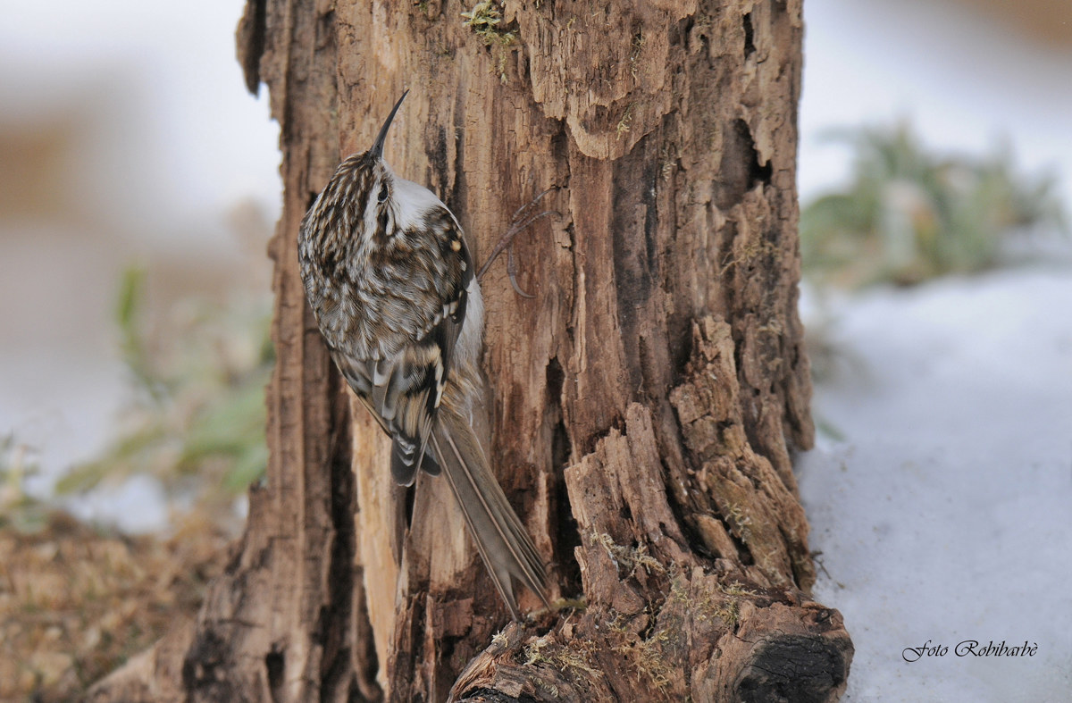 Rampichino alpestre...