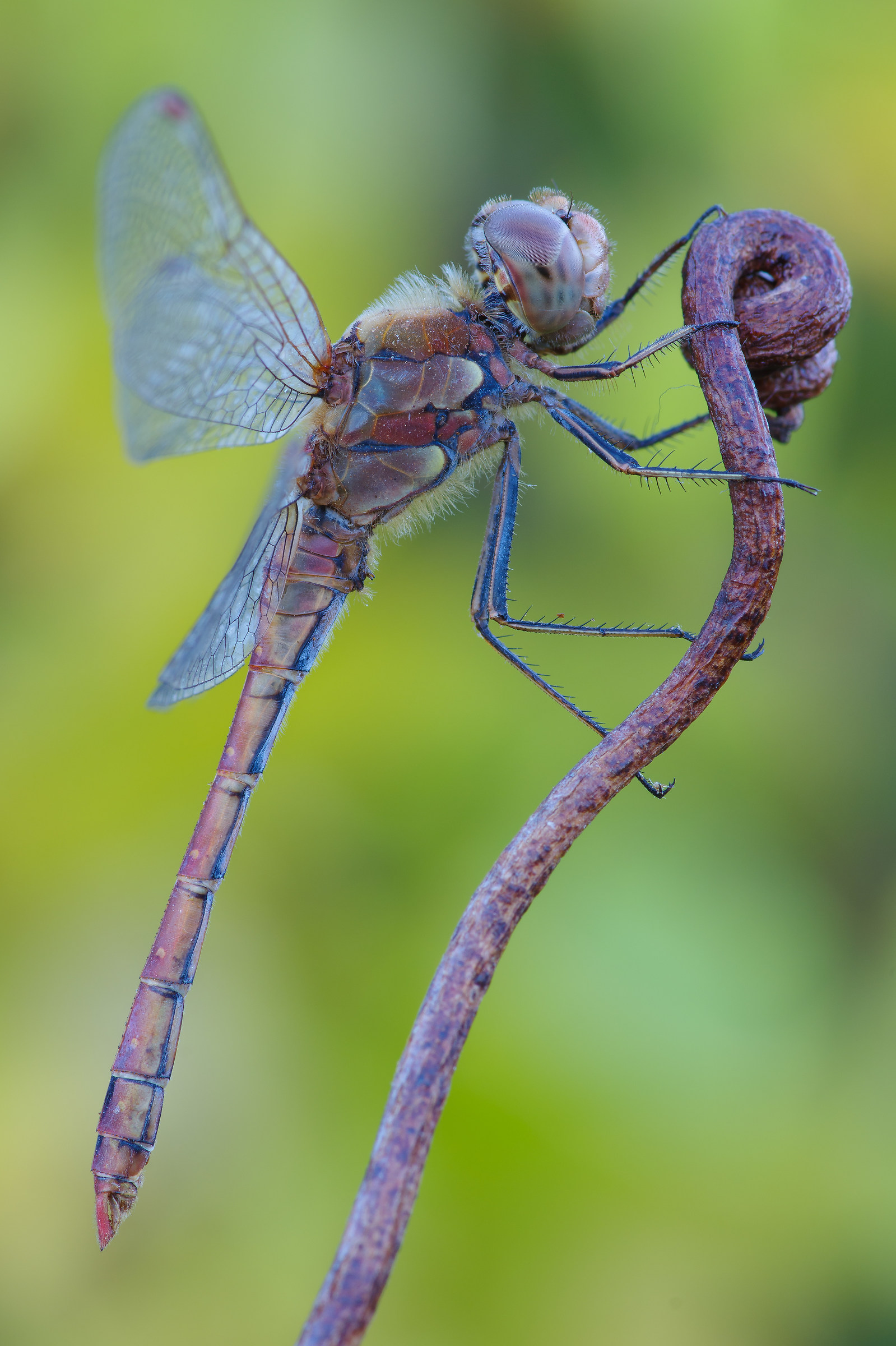 Sympetrum striolatum