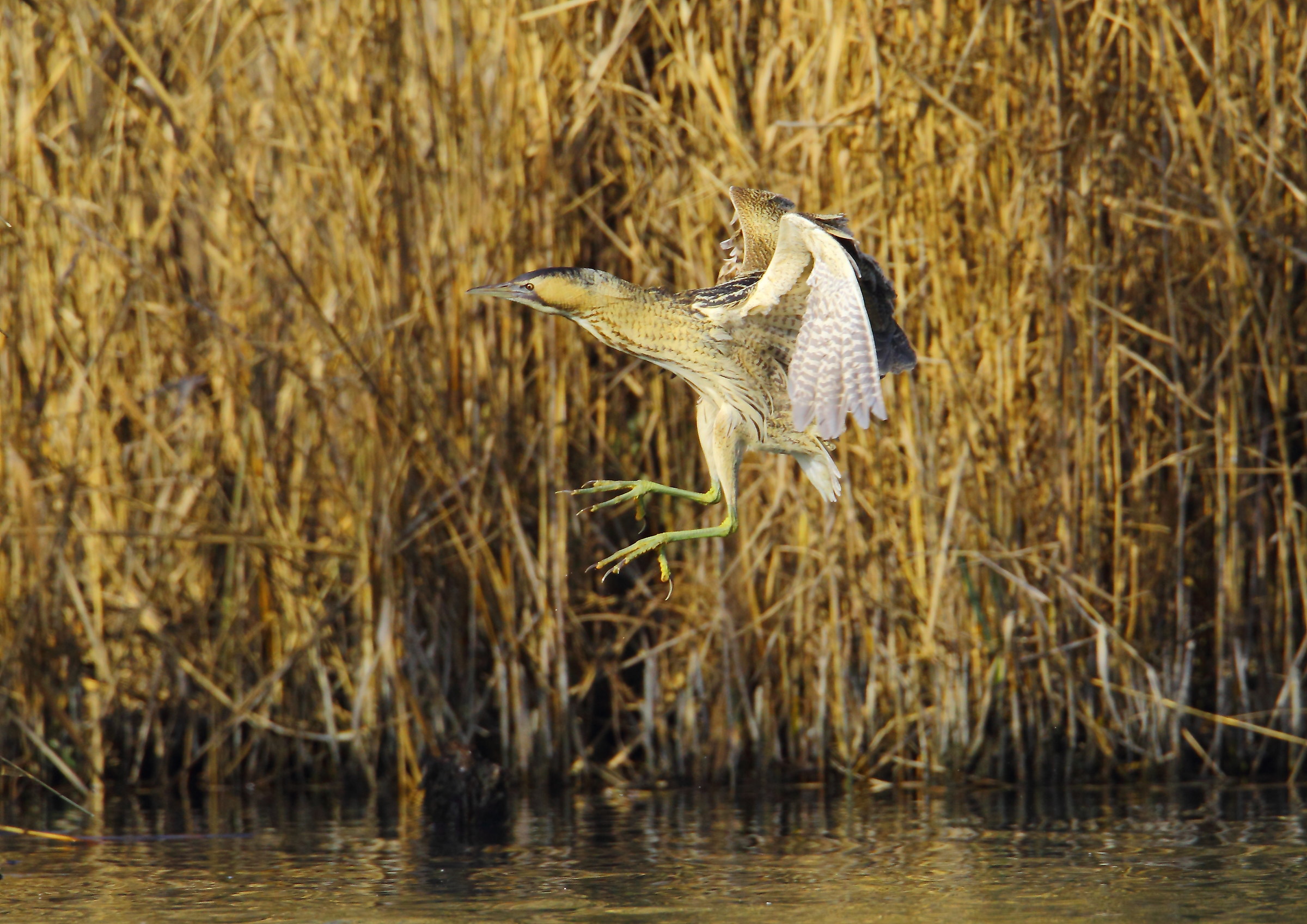 I can do it....................