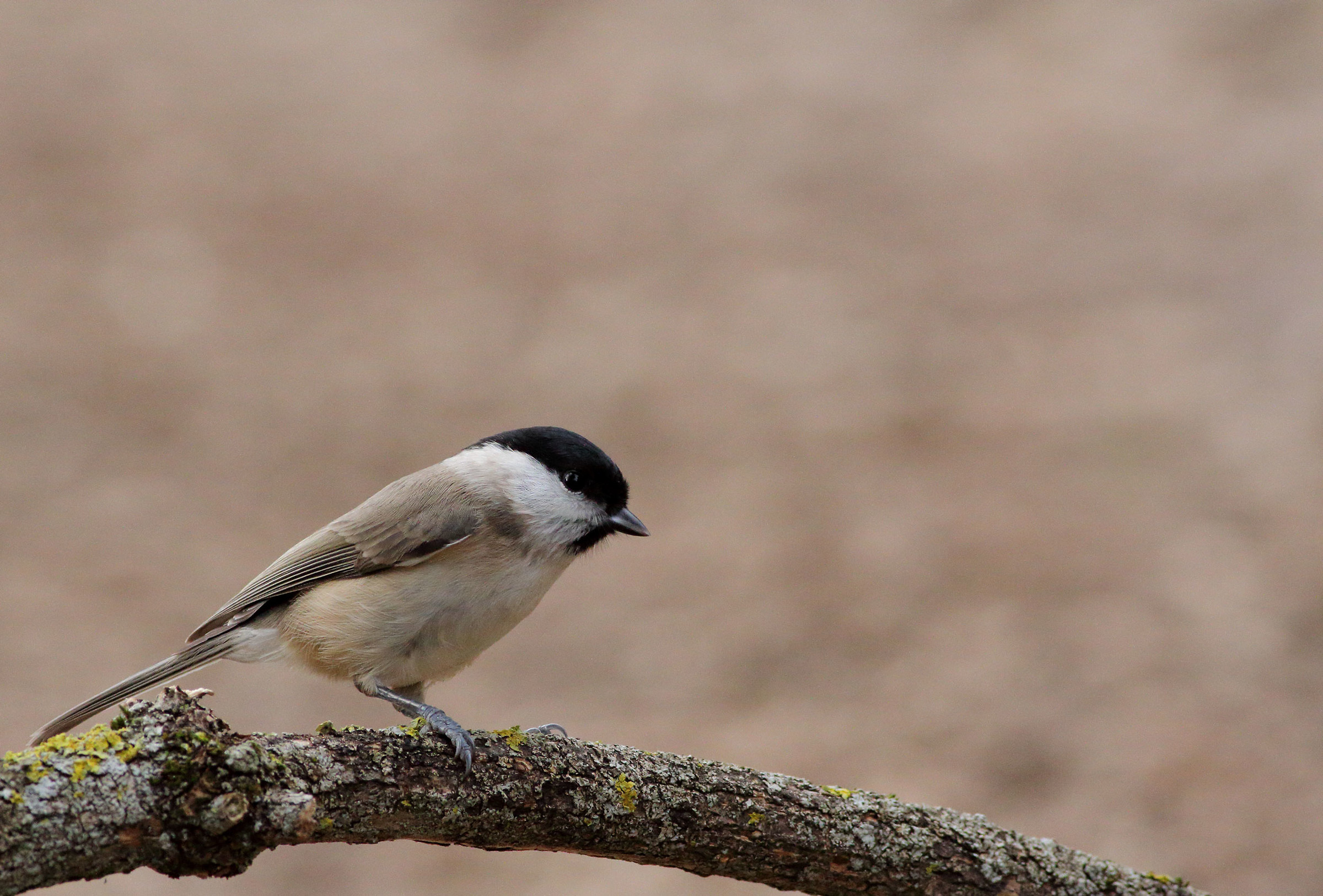 Marsh Tit