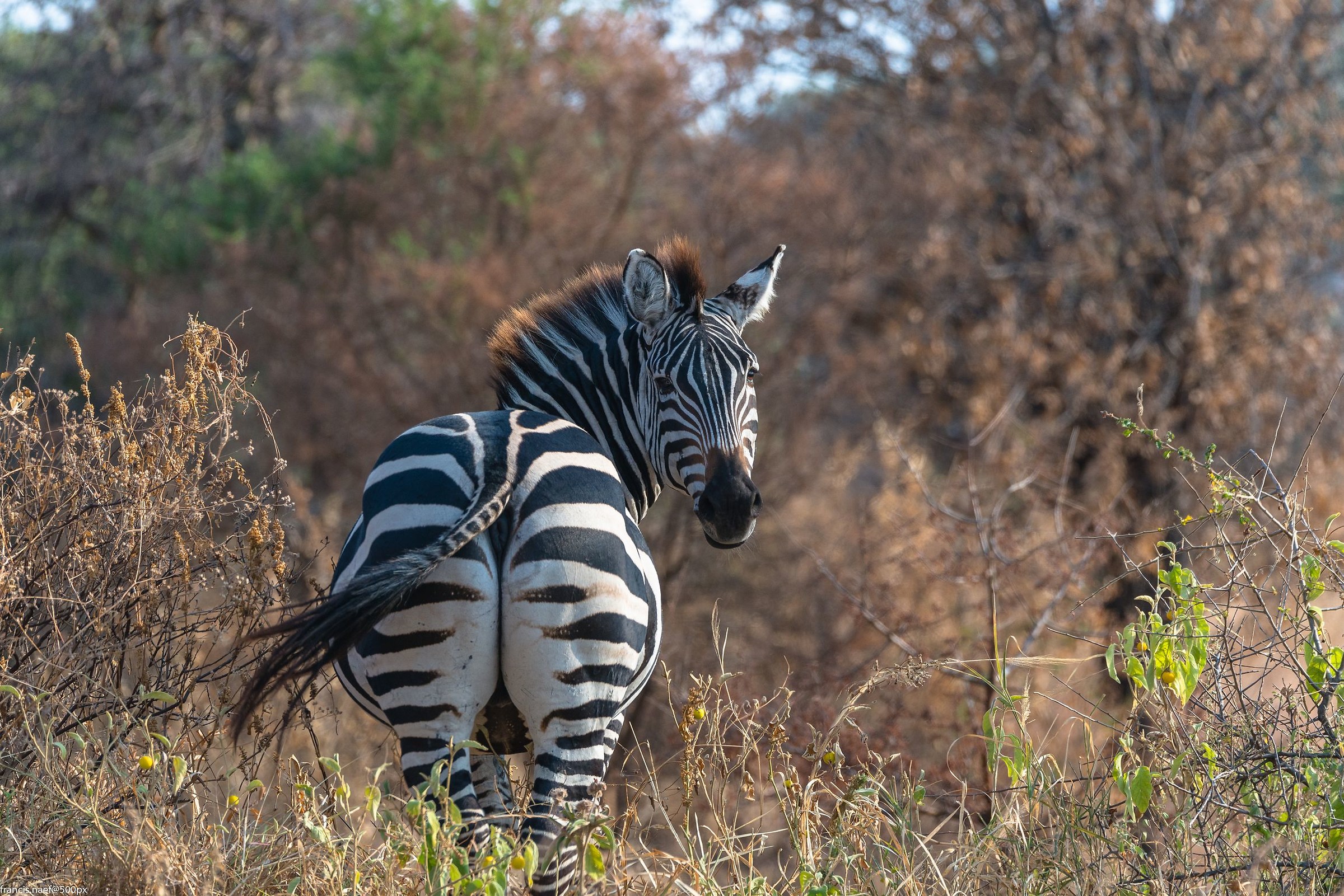 Zebra of Tarangire