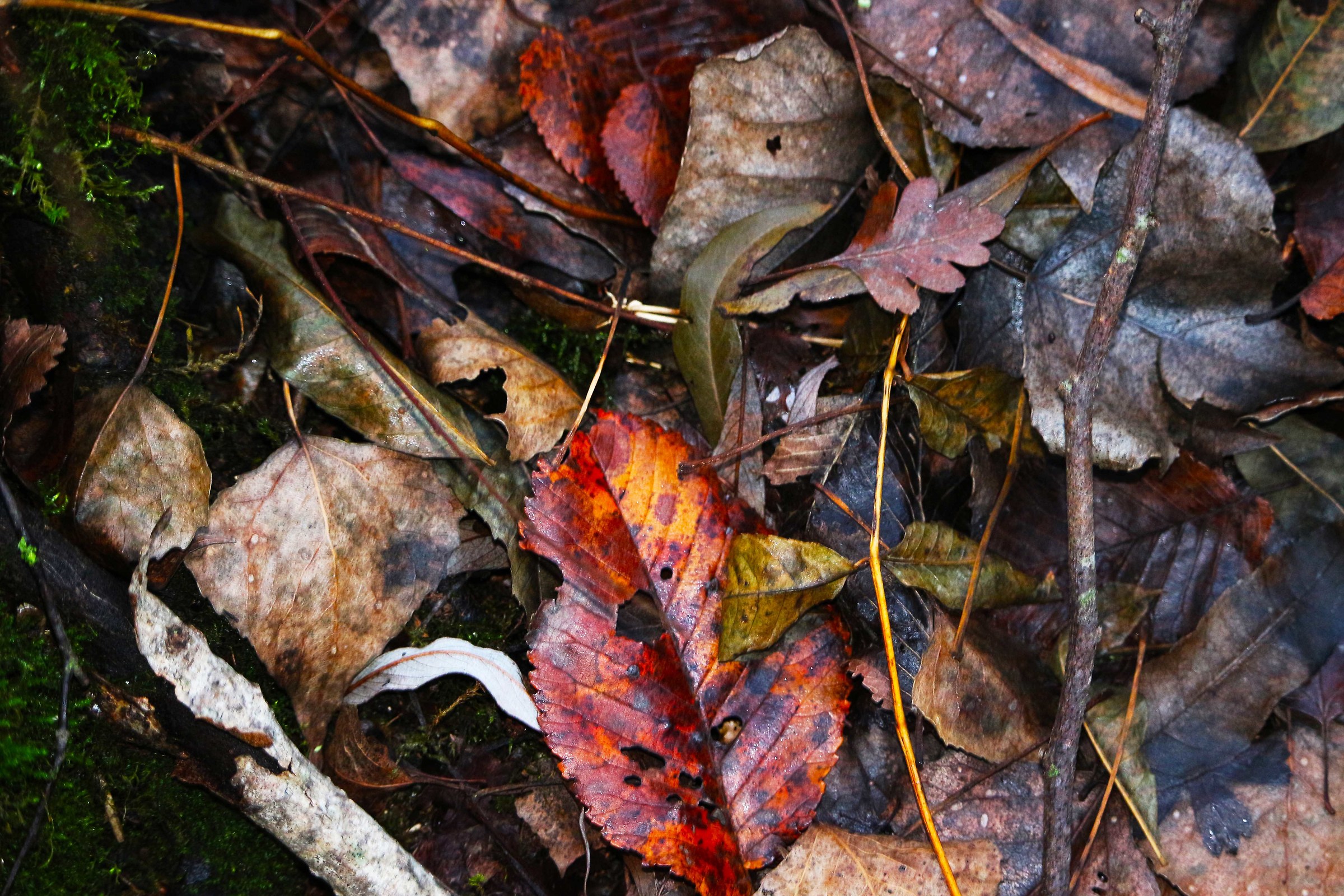 Autunno si fiuta l'umidità