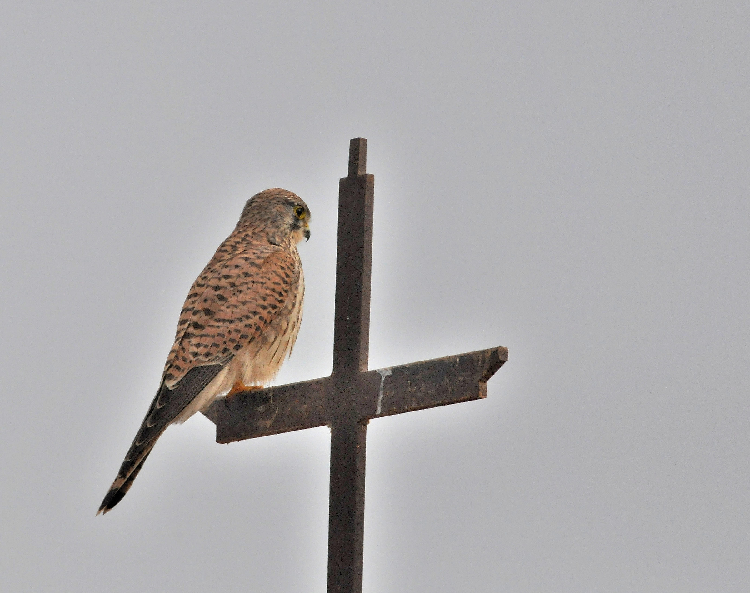 Un gheppio religioso.