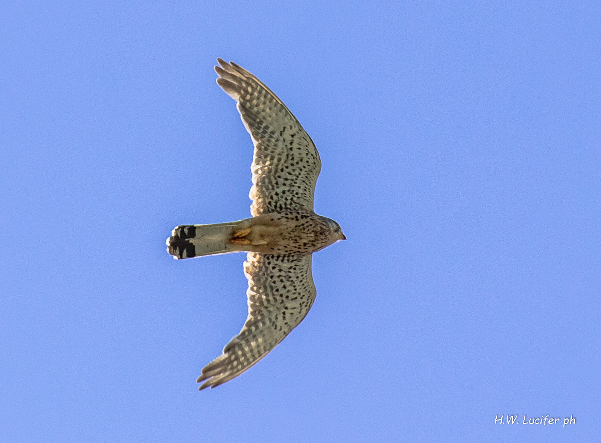 Kestrel gliding