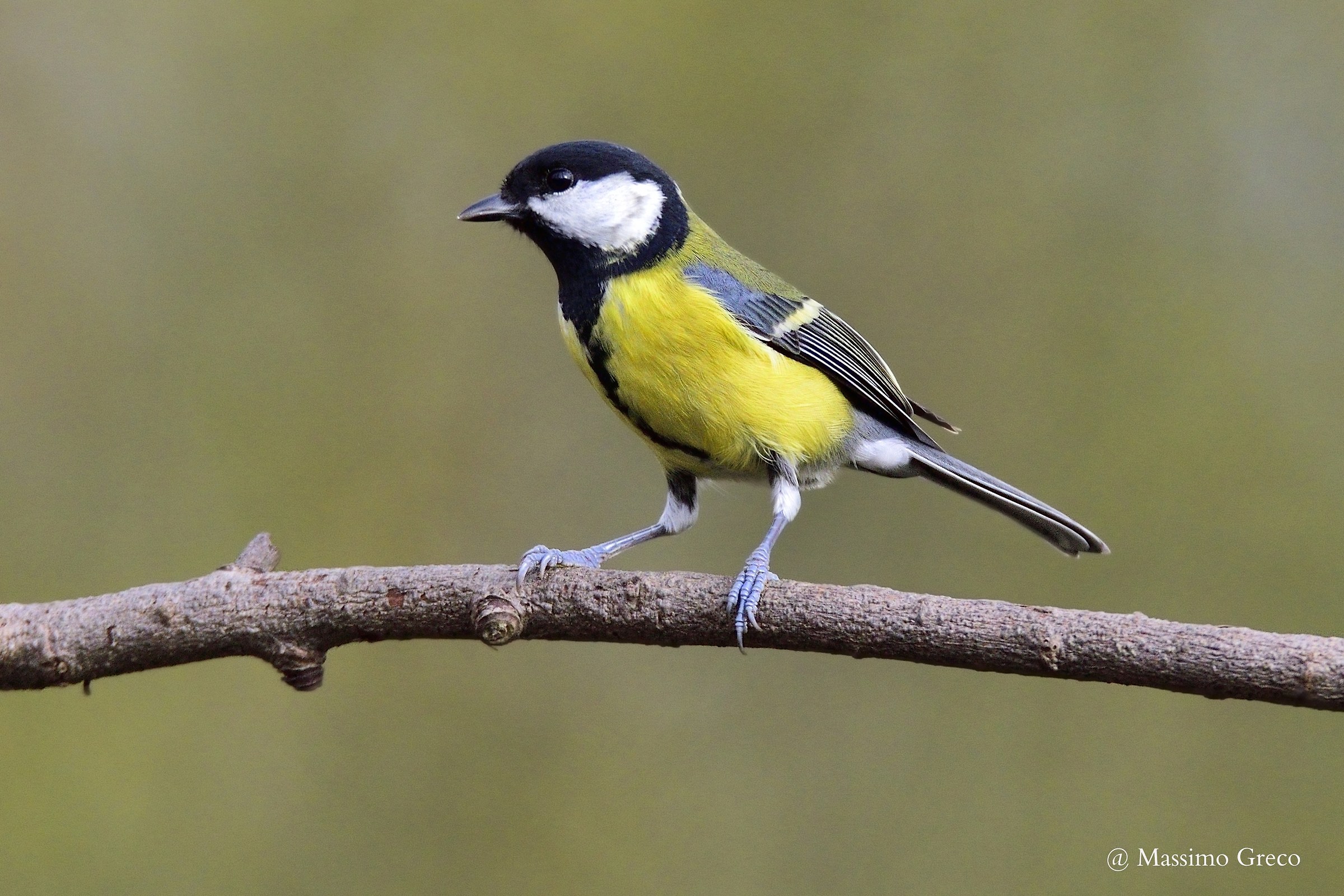 Cinciallegra (Parus major)