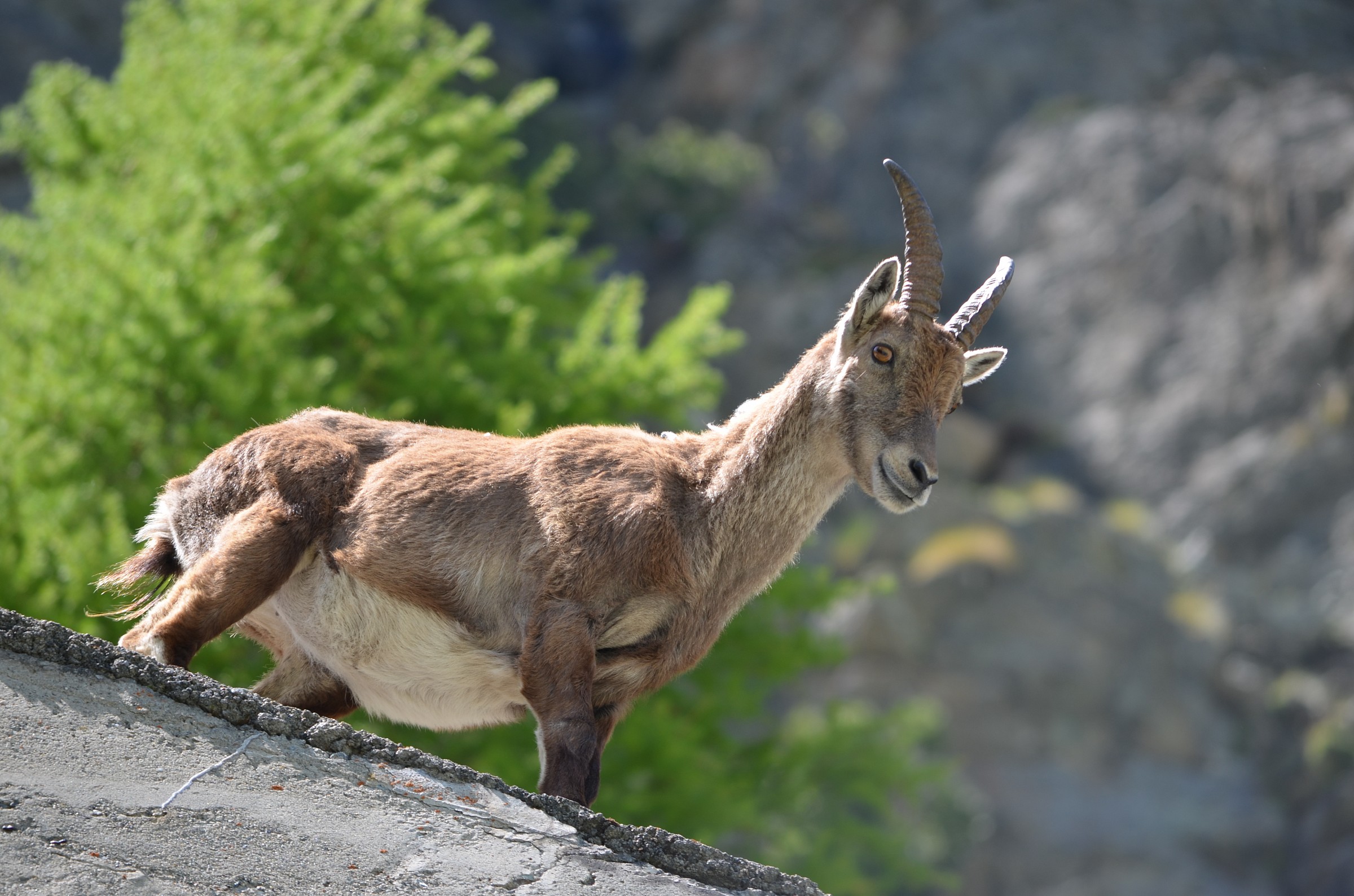 Ibex