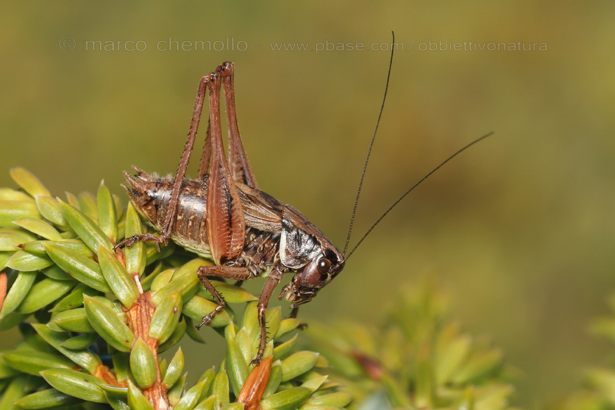Metrioptera Saussure