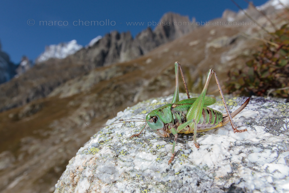 Decticus verrucivorus