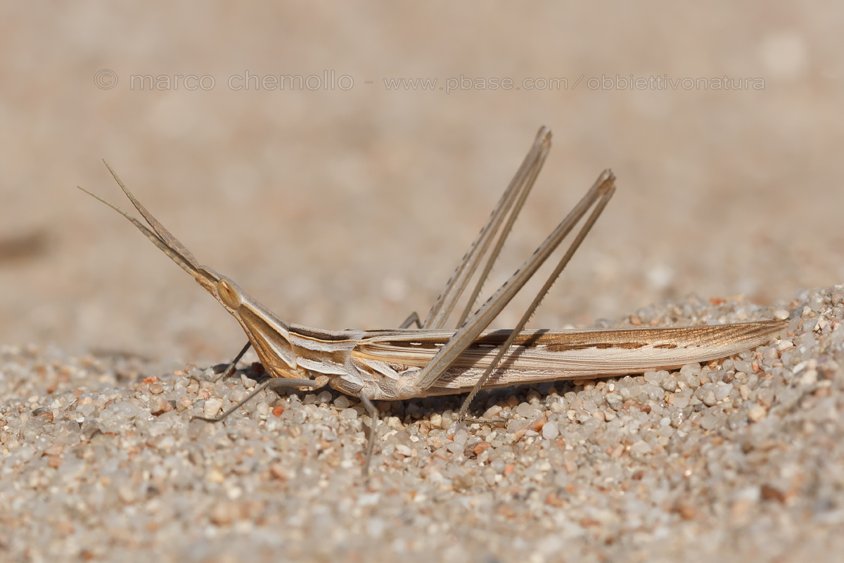 Acrida Hungarian Mediterranean