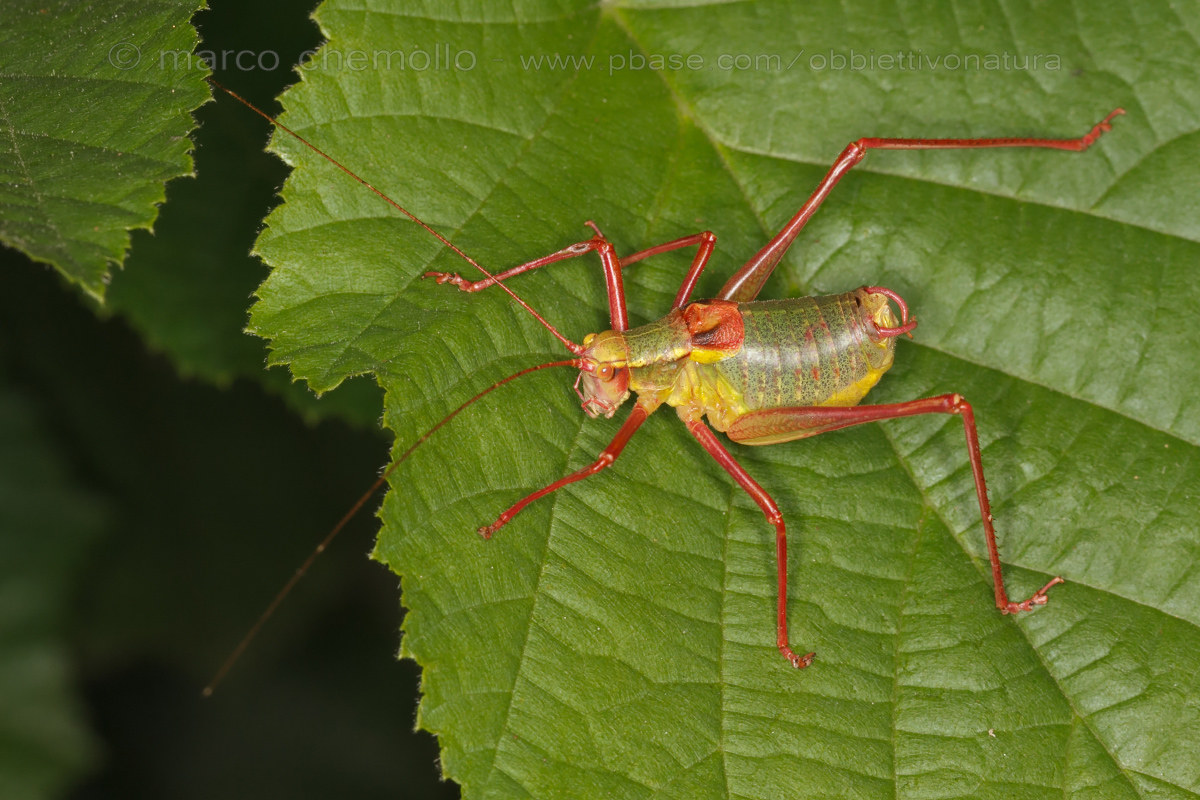 Barbitistes serricauda