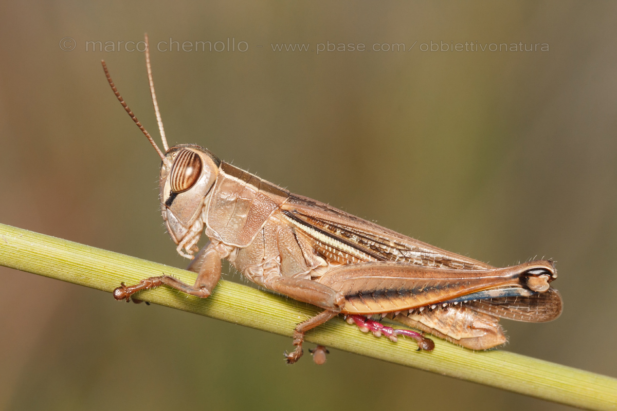 Eyprepocnemis plorans