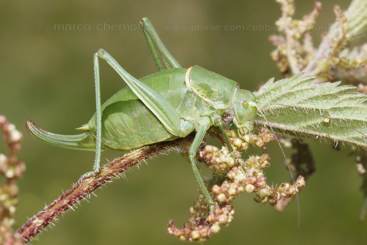 Polysarcus denticauda