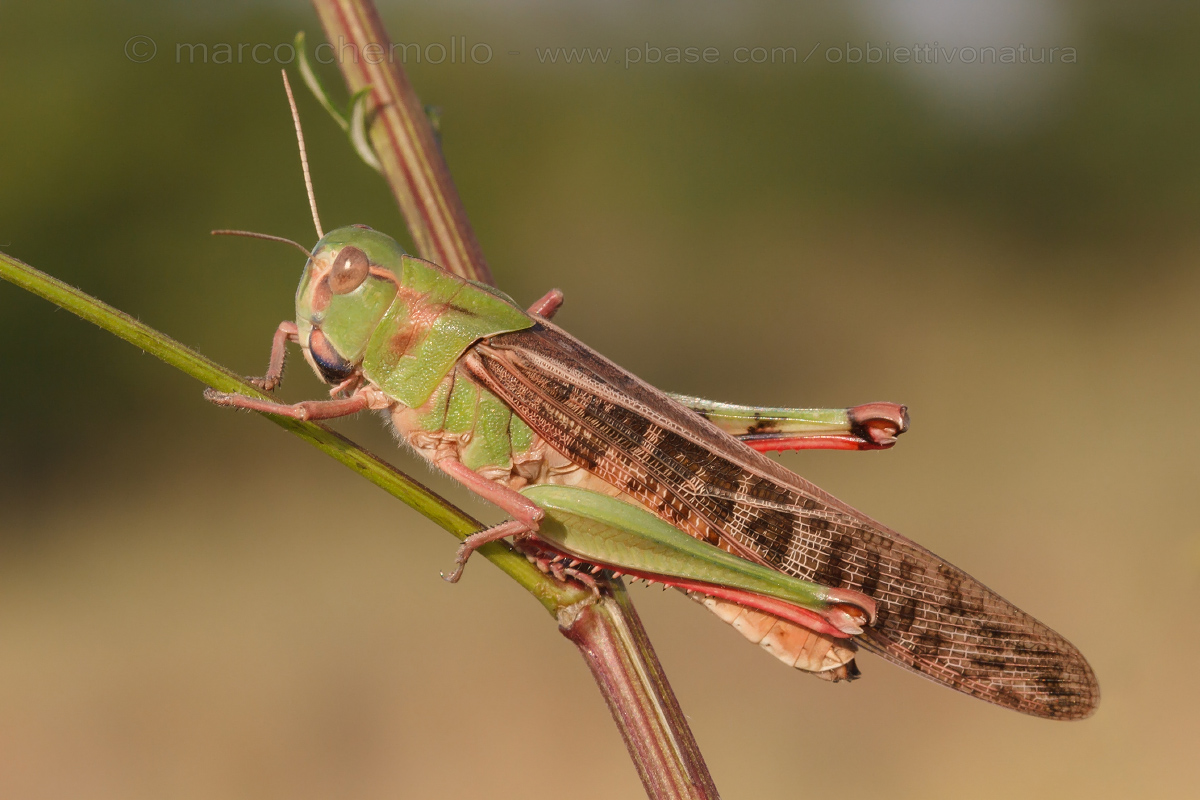 migratory locust