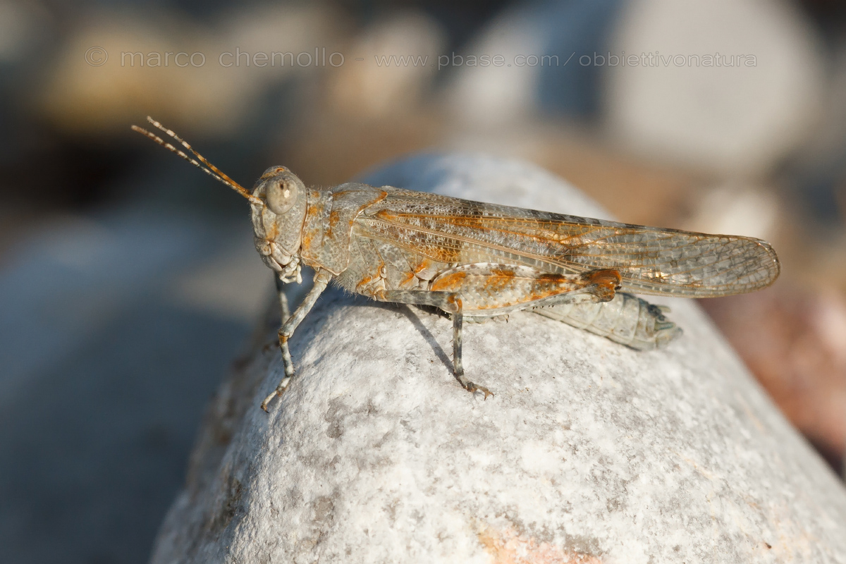 Sphingonotus cerulans