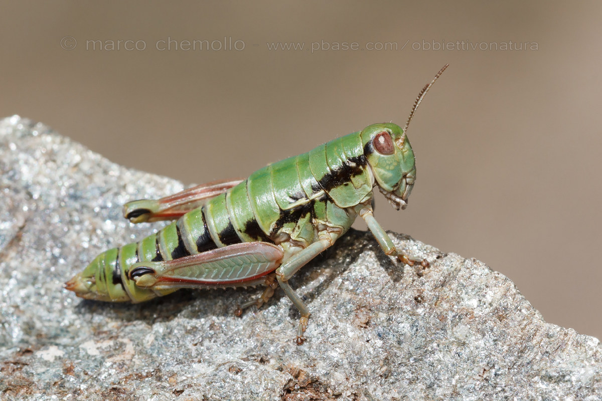 Epipodisma foothills
