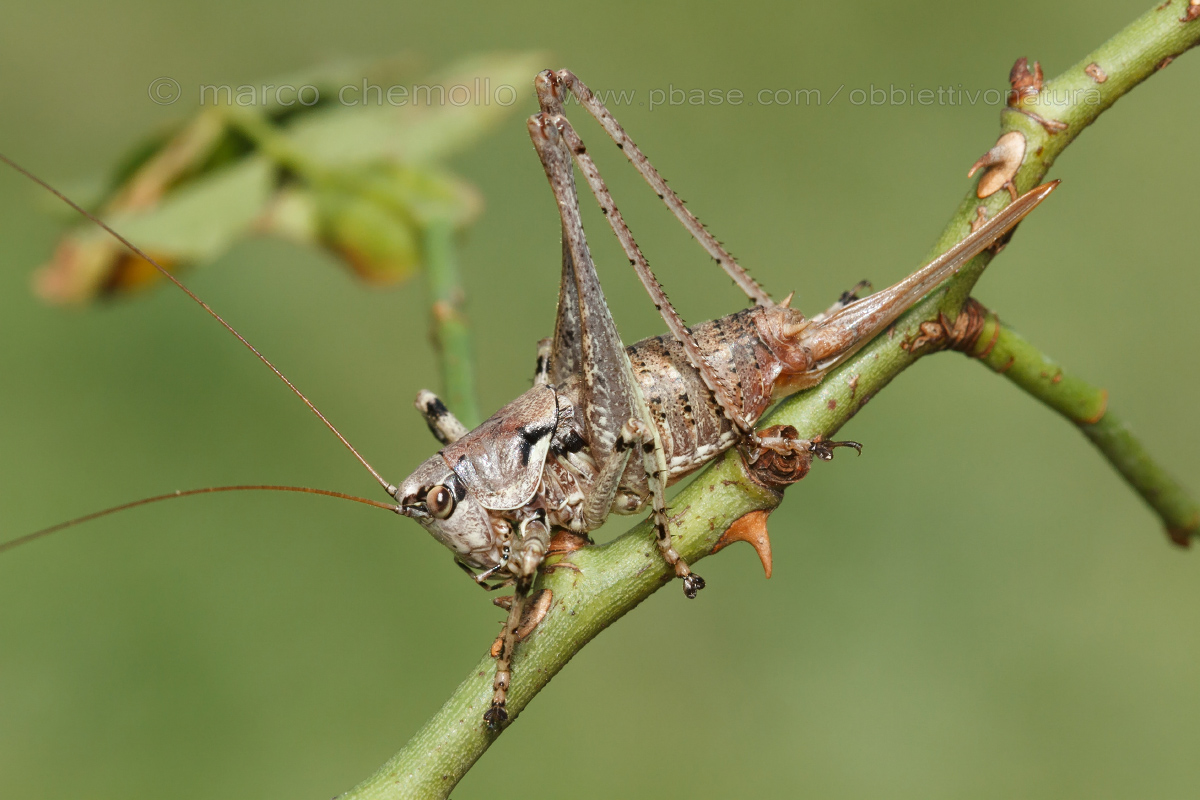 Chopardius pedestris