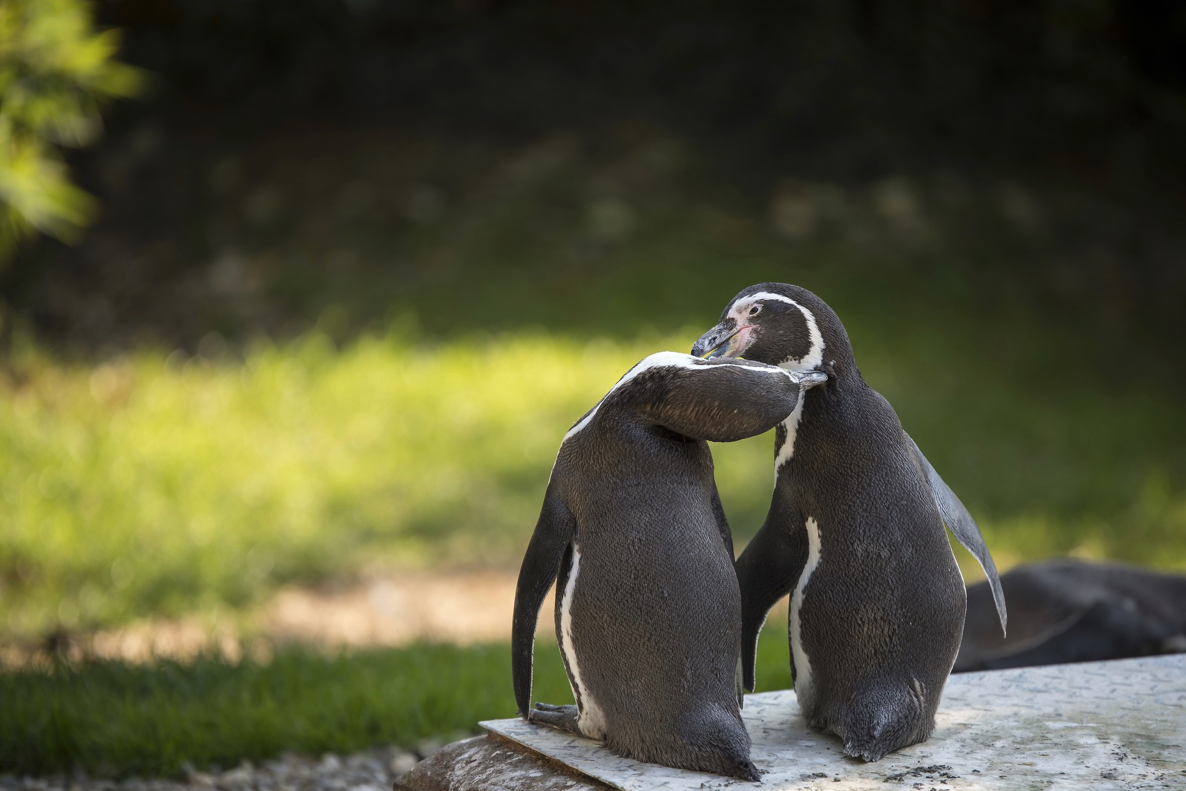 All you need is love