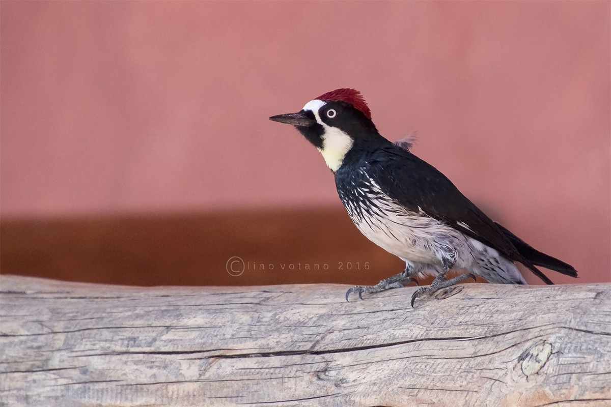 Red Acorn Woodpecker (melangerpes Woodpecker)