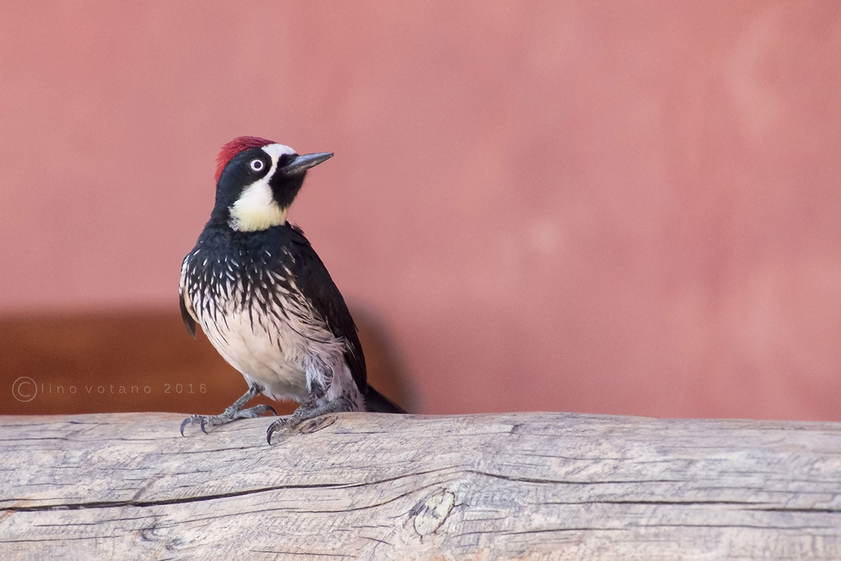 Red Acorn Woodpecker (melangerpes Woodpecker)
