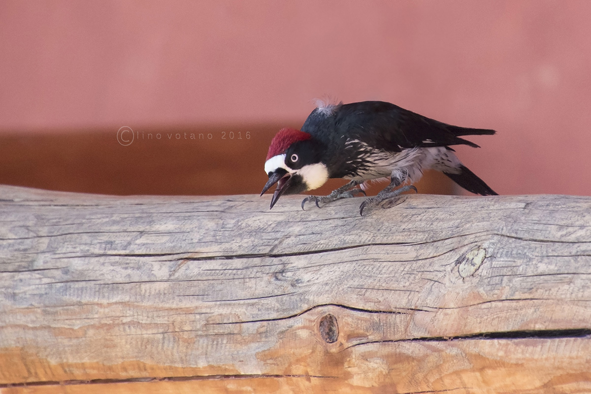 Red Acorn Woodpecker (melangerpes Woodpecker)