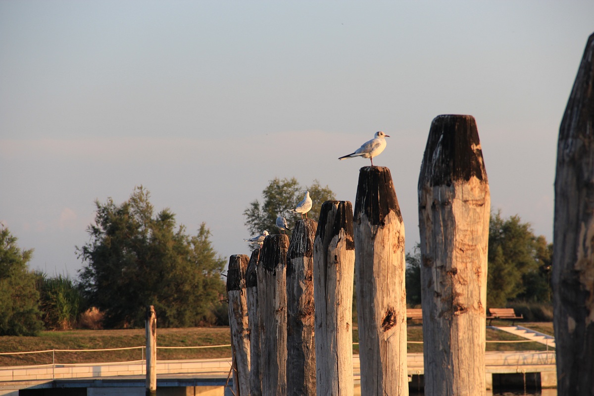 aspetando the sunrise gulls