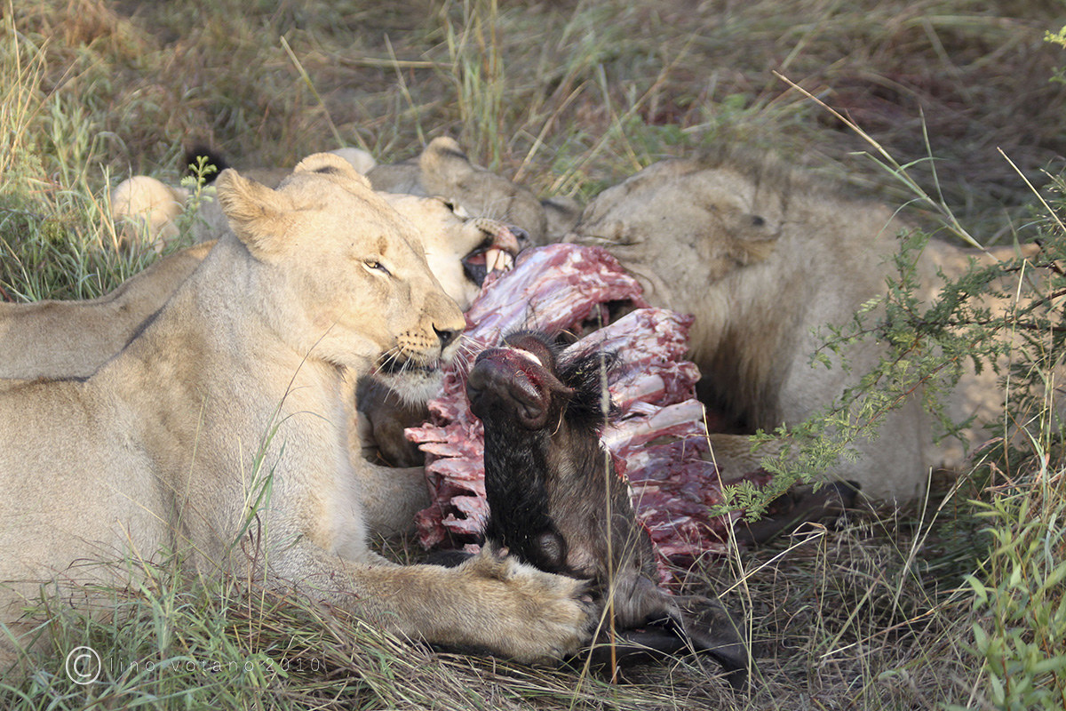 The harsh law of the savannah - South Africa