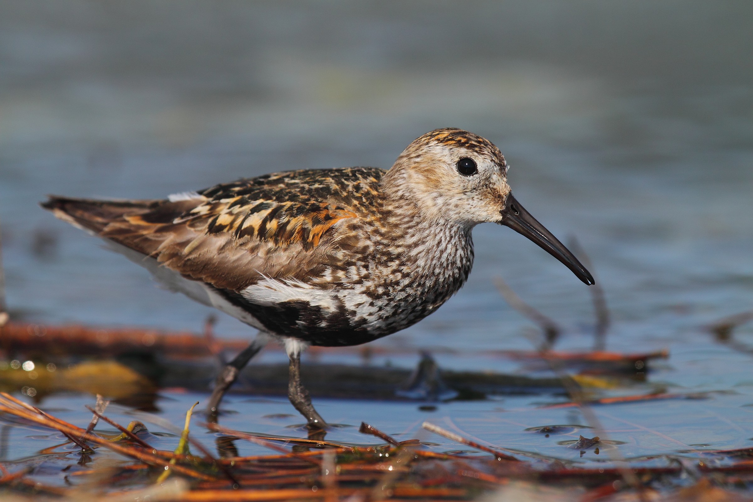 piovanello pancianera