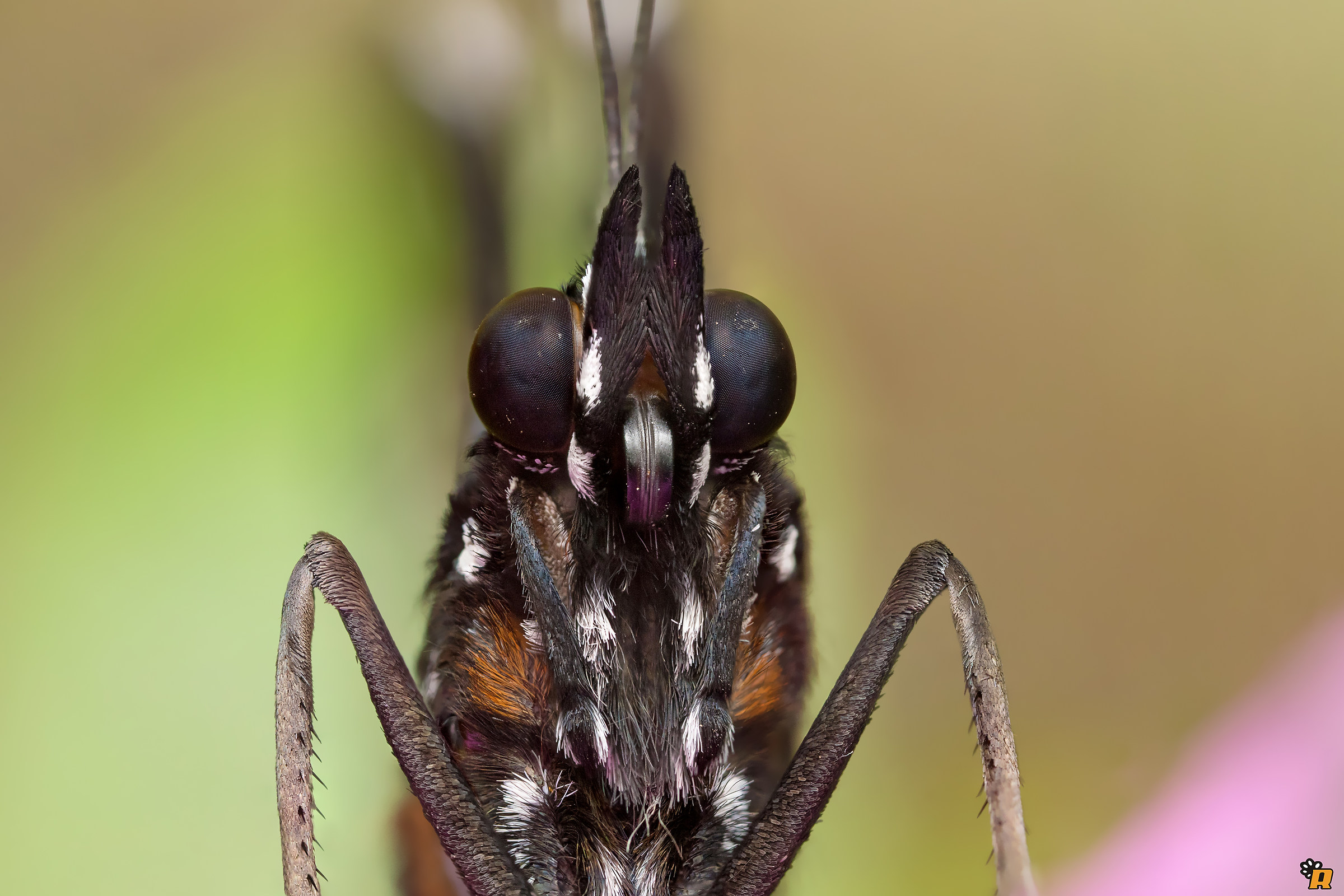 Portrait of African butterfly