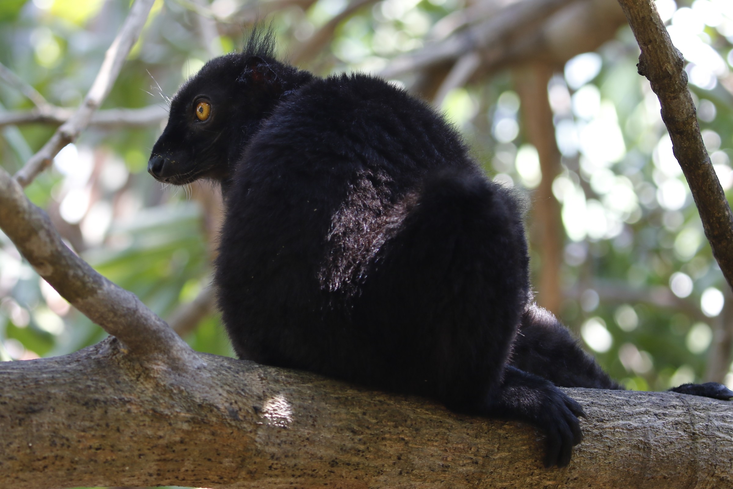 Black Lemur
