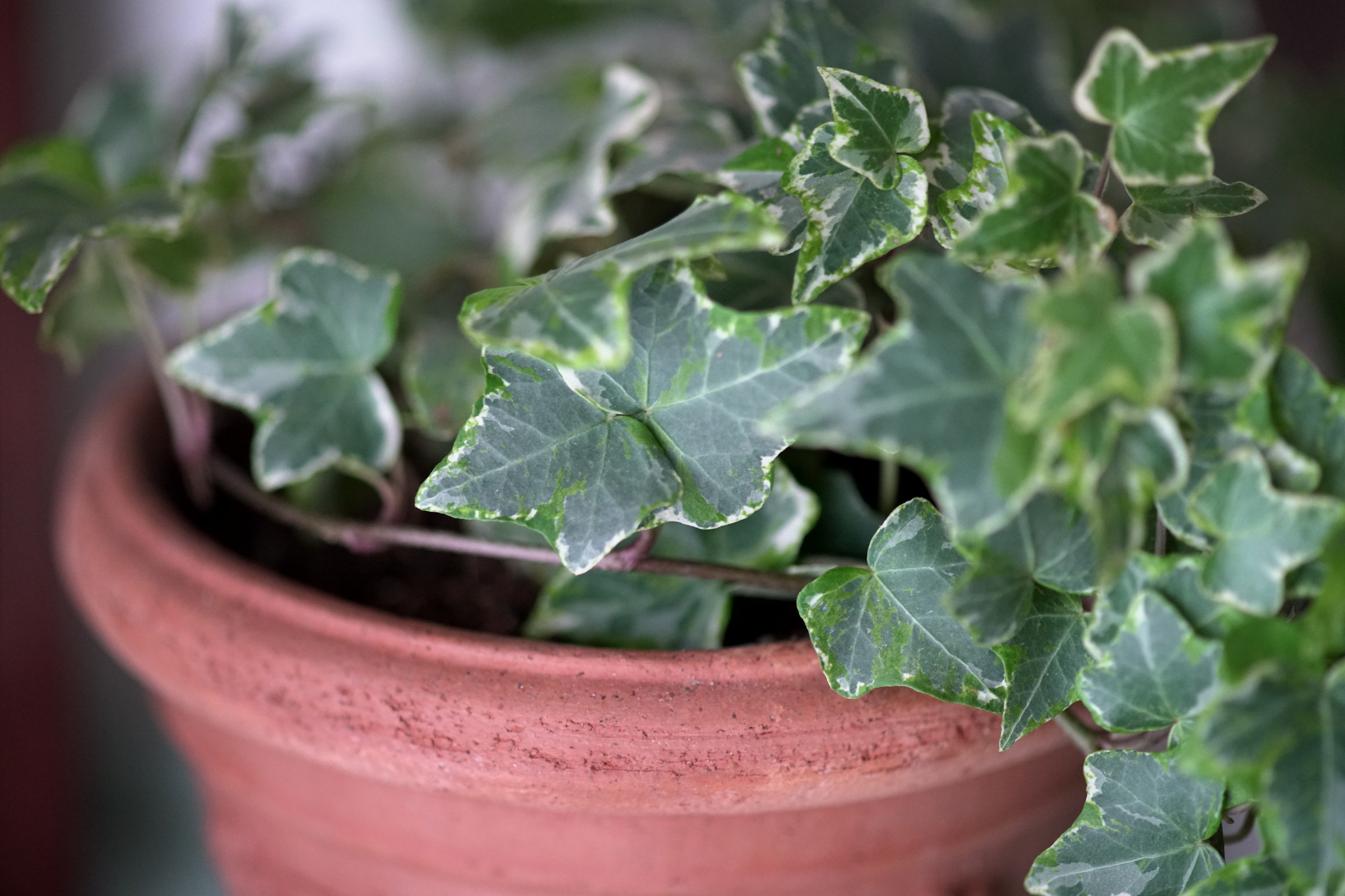 Olympus Zuiko 90mm f / 2.0