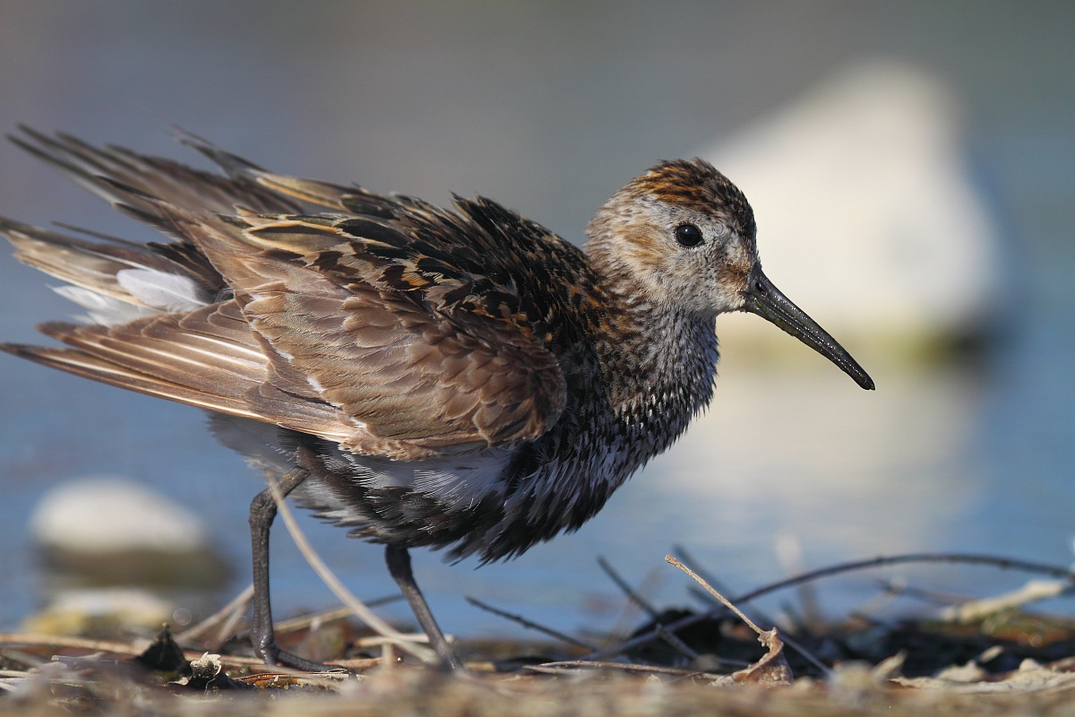 Piovanello pancia nera