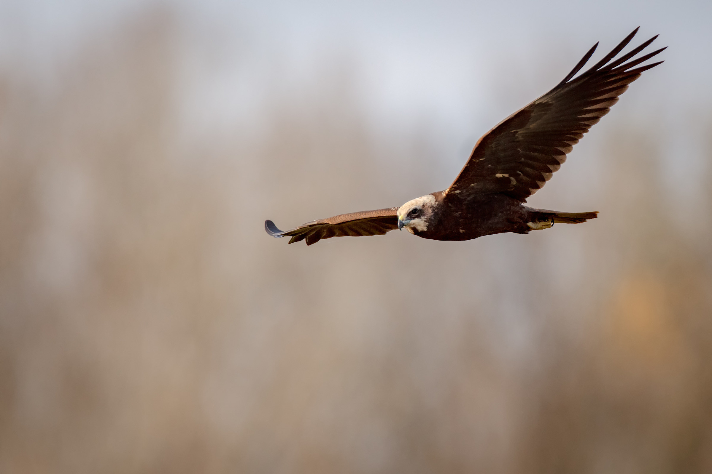 The queen of the swamp